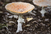 Amanita Muscaria, Fly Agaric, Fly Amanita mushrooms growing in the ancient Piddington woodland in Oxfordshire.