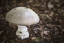 Blusher Amanita, Amanita Rubescens, Mushroom foraging walk in Foxholes wood nr Moreton-in-the-Marsh.