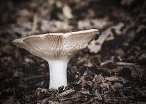 Unidentified gilled mushrooms on foraging walk in Foxholes wood nr Moreton-in-the-Marsh.