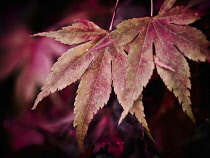 Maple Leaf, Acer, A cascade of red Maple autum leaves at Batsford Aboretum, Gloucestershire.