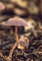 Amethyst Deceiver, Laccaria Amethystina, 'Amethyst Deceiver' mushroom growing in the ancient Piddington woodland, Oxfordshire.