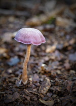 Amethyst Deceiver, Laccaria Amethystina, 'Amethyst Deceiver' mushroom growing in the ancient Piddington woodland, Oxfordshire.