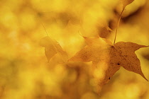 Acer, Maple Leaves, Autumnal yellow acer leaves on the trees at Batsford Arboretum, Worcestershire.