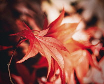 Acer, Maple Leaves, Autumnal acer leaves on the trees at Batsford Arboretum, Worcestershire.