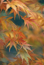 Acer, Maple Leaves, Autumnal acer leaves on the trees at Batsford Arboretum, Worcestershire.