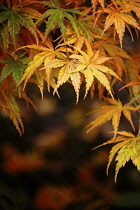 Acer, Maple Leaves, Autumnal acer leaves on the trees at Batsford Arboretum, Worcestershire.