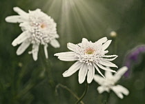 White Daisies, Bellis Perennnis, Creative take on end of season white daisy flowers in the borders of Coleton Fishacre, Devon
