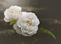 White Rose, Rosa, End of season white roses in the borders of Coleton Fishacre, Devon.