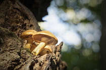 Fungi growing on trees in the ancient Wytham woodland, Oxford