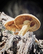 Fungi growing on trees in the ancient Wytham woodland, Oxford