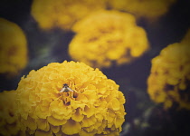 Hydrangea, Hydrangea Macrophylla,  A bee on the yellow Hydrangea in garden.