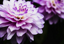 Dahlia, Close -up of Lilac & Cream coloured flower showing petals.