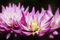 Dahlia, Close-up view of  pink coloured flowers growing outdoor.