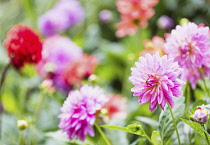 Dahlia, Various colours of flowers growing outdoor in garden.