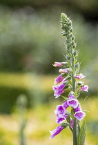 Foxglove, Digitalis, Pink coloured flowers emerging from tall stem.