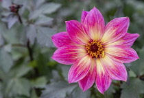 Dahlia, Dahlia Australis, Close-up opf pink coloured flower showing petals and stamen.