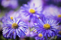 Asters, Asteraceae, Close-up view of two purple flowers with yellow stamen.