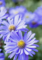 Asters, Asteraceae, Close-up view of two purple flowers with yellow stamen.