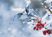 Holly, Hollybush, Ilex Auifolium 'Alaska', A sprinkle of snow on a holly bush with red berries.
