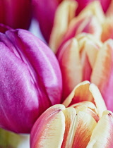 Tulip, Tulipa, Studio shot of cut flowers in a vase.