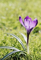 Crocus, Iridacae, Side view of purple coloured flower with slightly translucent petals backlight by the sun.