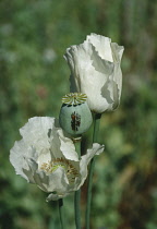 Thailand, North, Opium poppy field in The Golden Triangle.