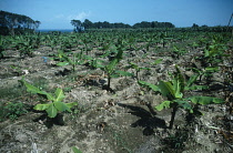 West Indies, Martinique, General, Rows of young banana plants.