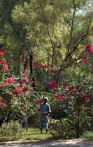 Qatar, General, Immigrant worker watering a lush garden.