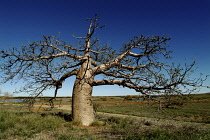 Australia, Northern Territory, Dampier, Boabab Tree on the Dampier Penninsula.