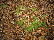 England, Norfolk, Autumn , Fallen Beech leaves on patch of Sphagnum Moss.