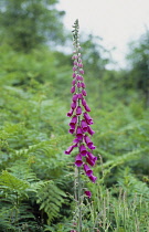 England, Worcestershire, Common Foxglove in the Malvern Hills.