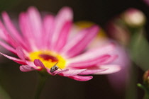 Argyranthemum frutenscens 'Larita Banana Split', Close up of the flower showing petals and stamen with insect.