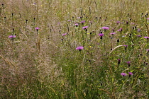 England, East Sussex, Rotherfield, wild flower meadow of grasses and clovers.