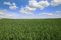 England, West Sussex, Crossbush, field of young green wheat, Triticum aestivum.