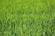 England, West Sussex, Crossbush, field of young green wheat, Triticum aestivum.