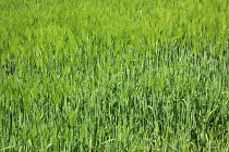 England, West Sussex, Crossbush, field of young green wheat, Triticum aestivum.