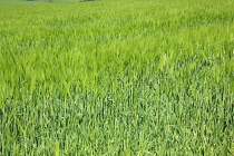 England, West Sussex, Crossbush, field of young green wheat, Triticum aestivum.