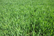 England, West Sussex, Crossbush, field of young green wheat, Triticum aestivum.