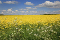 England, West Sussex, Arundel, field of bright yellow coloured Rape, Brassica napus, with cow parsley in the foreground.