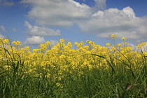 England, West Sussex, Arundel, field of bright yellow coloured Rape, Brassica napus.