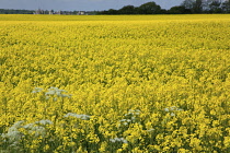 England, West Sussex, Arundel, field of bright yellow coloured Rape, Brassica napus.