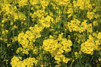 England, West Sussex, Arundel, field of bright yellow coloured Rape, Brassica napus.