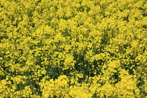 England, West Sussex, Arundel, field of bright yellow coloured Rape, Brassica napus.