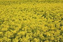 England, West Sussex, Arundel, field of bright yellow coloured Rape, Brassica napus.