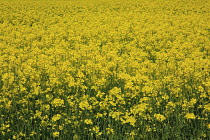 England, West Sussex, Arundel, field of bright yellow coloured Rape, Brassica napus.