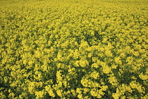 England, West Sussex, Arundel, field of bright yellow coloured Rape, Brassica napus.