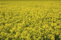 England, West Sussex, Arundel, field of bright yellow coloured Rape, Brassica napus.