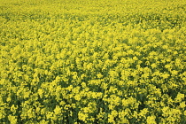 England, West Sussex, Arundel, field of bright yellow coloured Rape, Brassica napus.