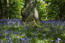 Bluebells, Hyacinthoides non-scripta, in woodland area near Crossbush, West Sussex, England.