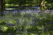 Bluebells, Hyacinthoides non-scripta, in woodland area near Crossbush, West Sussex, England.